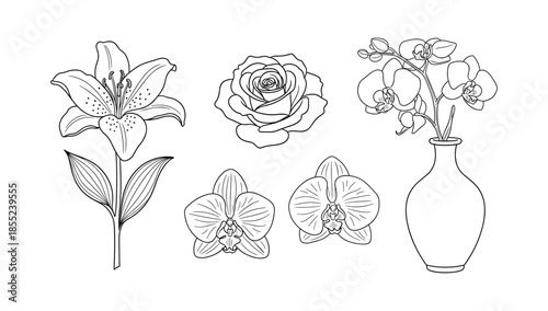 Elegant floral line art collection featuring lily, rose, orchid examples