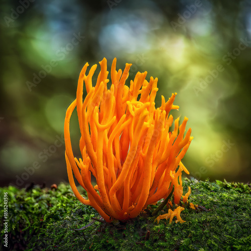 Fungi growing in the wood 
