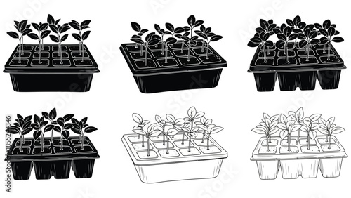 Black and white illustrations of seedlings growing in small plastic containers