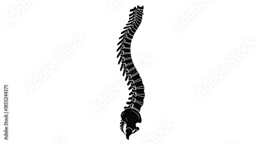Detailed illustration of the human spine showcasing vertebral column anatomy