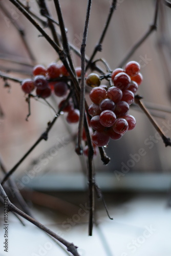Vertical shot of ripe red grapes on frozen branches without snow, rustic vineyard