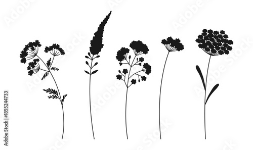 Set of wildflower cluster inflorescence silhouettes in black color on white background. Hand-drawn flowers and leaves. Wild plants for design projects. Vector illustration