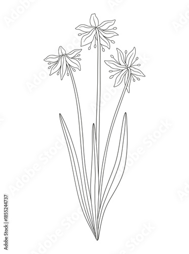 Bouquet of three snowdrop flowers with leaves. Bunch of blooming wild plants. Line art, minimal style, contour. Botanical hand-drawn elements for design projects. Vector illustration