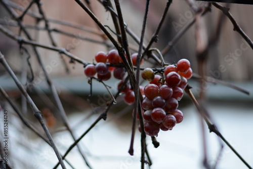 Close-up of ripe red grapes on frozen branches without snow, rustic vineyard