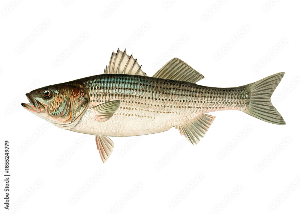 Fototapeta premium Striped Bass hand-drawn illustration. Fresh and vivid colors.
