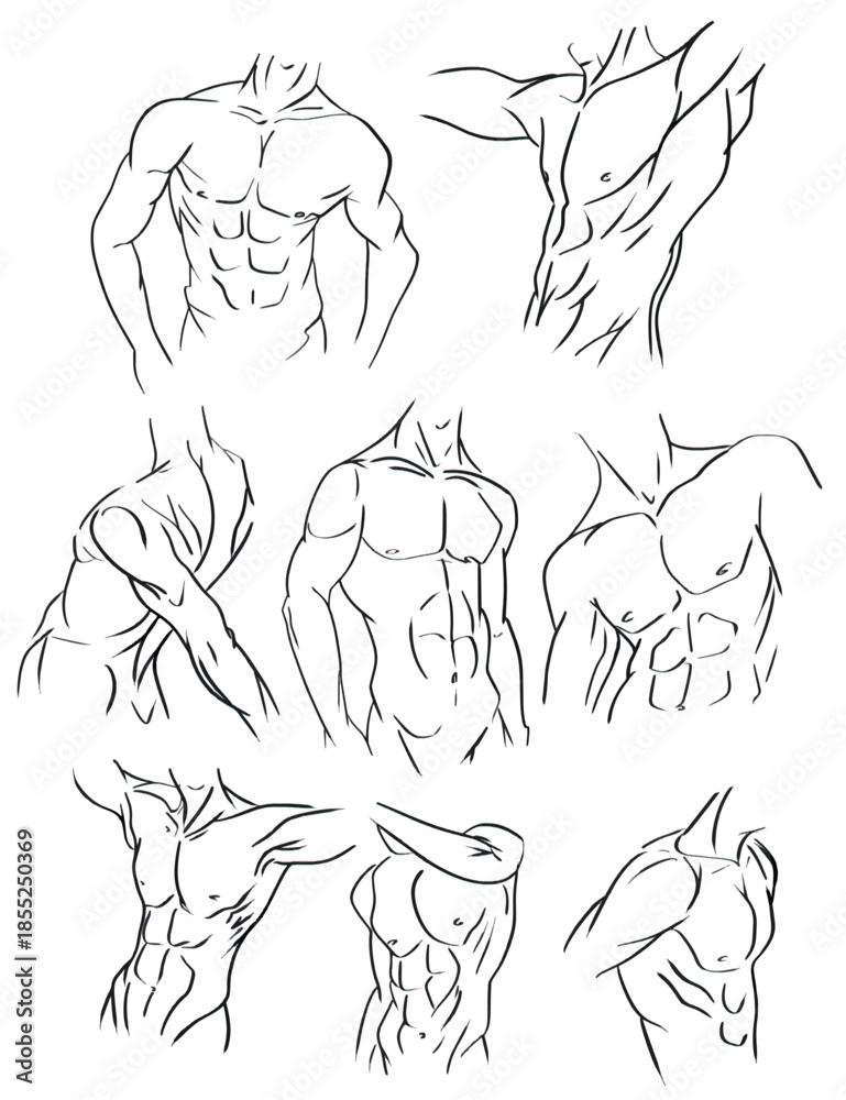 Obraz premium Set of hand-drawn male torso and muscular body sketches. Vector collection of black and white line art illustrations depicting detailed human anatomy, including chest, abs, and arms in various dynamic