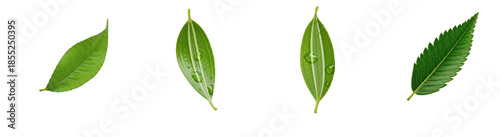 Siberian Elm Ulmus pumila, Isolated On White, Green Serrated Leaves, Elliptic Foliage, Spring Summer Nature, Botanical Set