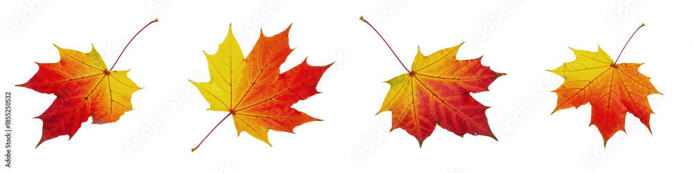 custom made wallpaper toronto digitalMaple Leaf Acer platanoides, Isolated On White, Autumn Foliage, Red Orange Yellow Gradient, Fall Season Plant, Macro Set