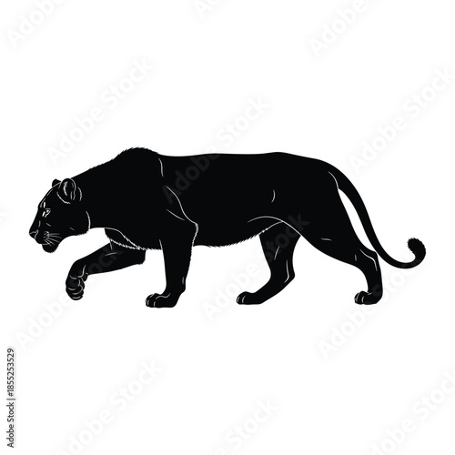 Black panther walking with sleek and powerful movement