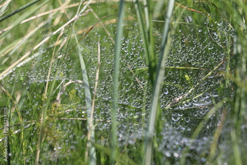 Gouttes de pluie scintillantes comme des perles sur une toile d'araignée