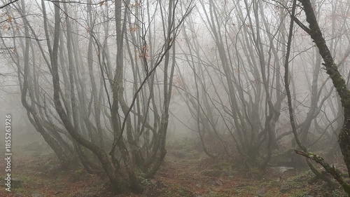the tranquil and silent texture of the misty mountains and trees