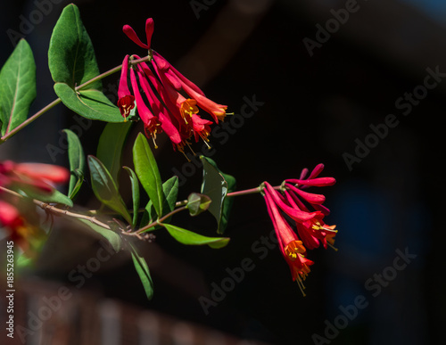Coral Honeysuckle flowers of a beautiful red color viewed close up against a dark garden background. 