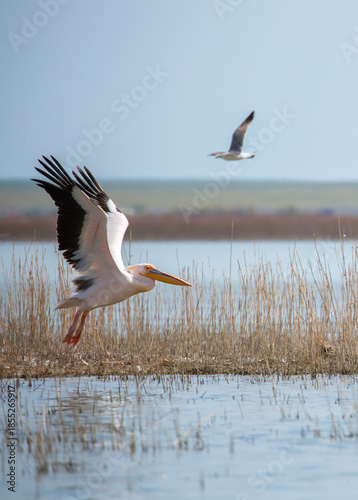 Fotografía A flock of pelican birds walks along the blue lake of Cyprus