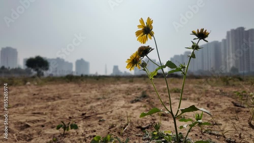 flower in the city 2