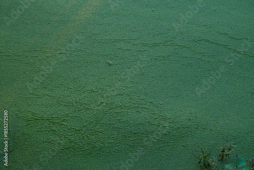 River algae bloom in autumn