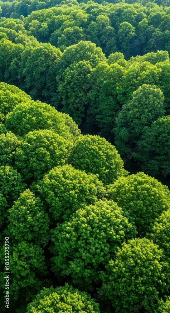 Naklejka premium Lush green canopy of dense forest from above