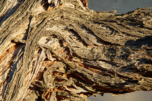 Close-up of a Mesquite tree trunk branching to the side with details of its rough deeply furrowed and highly textured bark with long vertical ridges and crevices