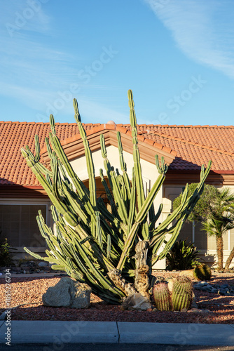 A large, multi-branched columnar cactus, likely a San Pedro cactus (Trichocereus pachanoi) or a Peruvian Apple Cactus (Cereus jamacaru or similar species) in a typical desert-style xeriscaped roadside
