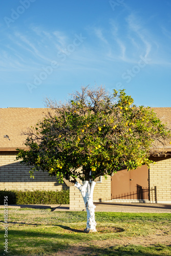 Bright Oranges hanging between branches of citrus tree with painted in white trunk standing on a green lawn