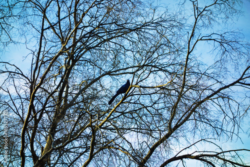 Great-tailed Grackle (Quiscalus mexicanus) with black iridescent plumage and striking yellow eyes perched on a leafless deciduous tree branch against clear winter blue sky with some light white clouds