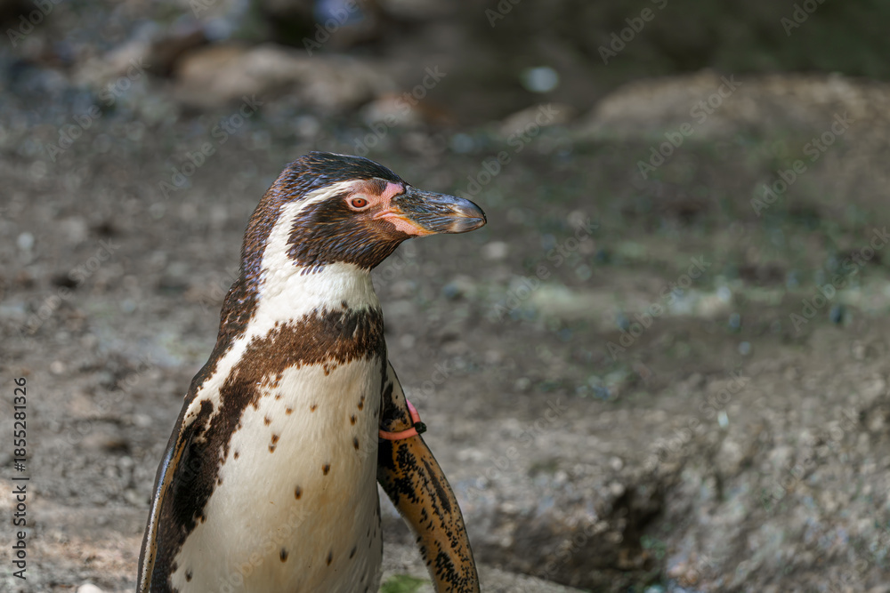 Obraz premium Penguin standing on rocky ground in a wildlife park during daylight hours in a natural setting