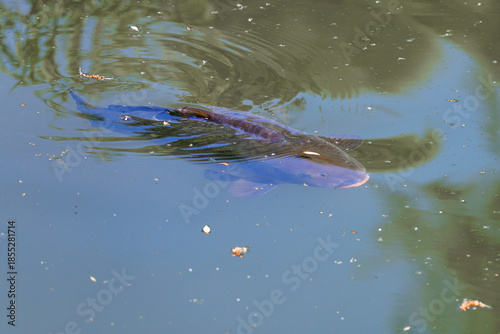 Fish swimming in a pond while sunlight creates ripples on the water surface in a natural setting