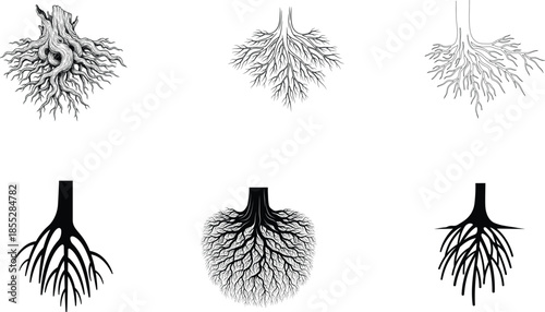 Different types of root systems in plants