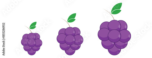 bunches of purple grapes in different sizes, flat vector illustration of fresh fruit