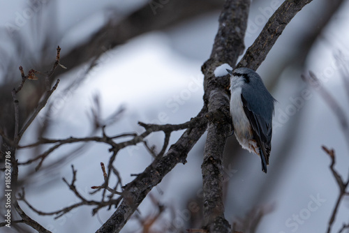Eurasian nuthatch perched on a snowy branch in winter forest /日本の冬の森で雪の枝にとまるゴジュウカラ