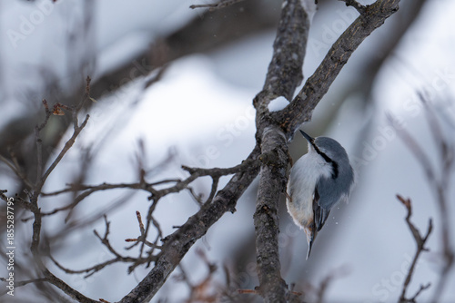 Eurasian nuthatch perched on a snowy branch in winter forest /日本の冬の森で雪の枝にとまるゴジュウカラ