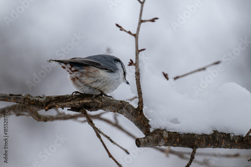Eurasian nuthatch perched on a snowy branch in winter forest /日本の冬の森で雪の枝にとまるゴジュウカラ