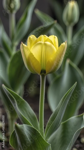 Time lapse,  growing blossom, vibrant yellow tulip bud in sharp focus against blurred green foliage, emphasizing its delicate structure and color, tranquility, growth, nature, springtime., floral beau