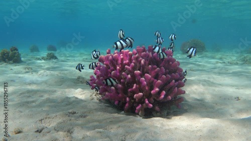 Wallpaper Mural Group of whitetail dascyllus among the branches of pink coral at shallow water Torontodigital.ca