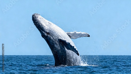 A whale is jumping out of the water. The scene is calm and peaceful. The whale is the main focus of the image