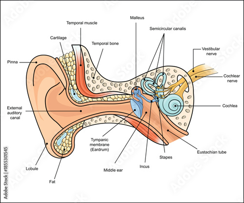 Labeled Human Ear Anatomy Diagram Showing Hearing and Balance