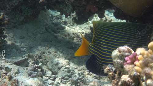 Wallpaper Mural Emperor angelfish among bleached coral reef Torontodigital.ca