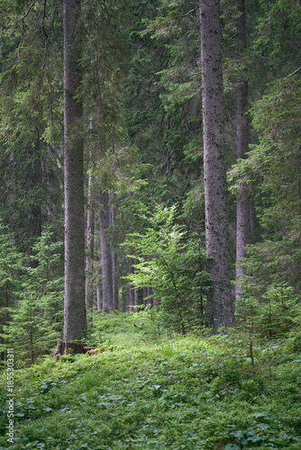 Green forest scene with tall spruce trees and ground cover