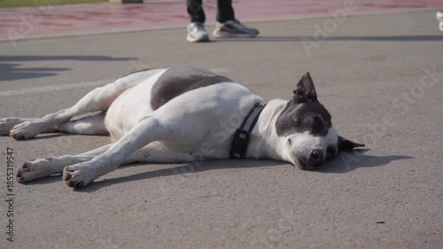 Wide Shot of Indian Pariah Dog Sleeping on Road