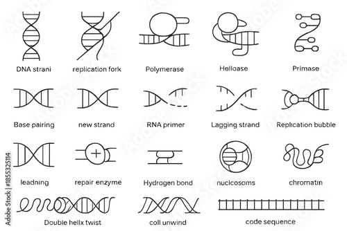 Genetic Replication Icons. Line style icons of Genetic Replication: DNA strand, replication fork, polymerase enzyme, helicase,