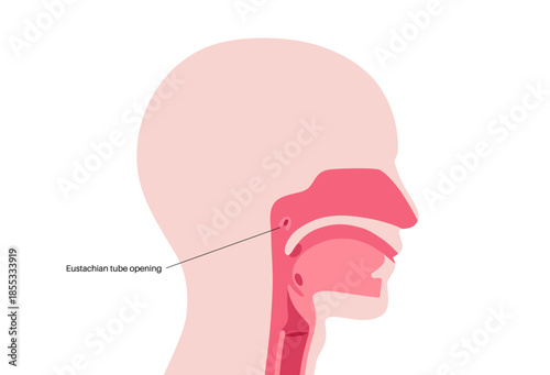 Eustachian tube poster