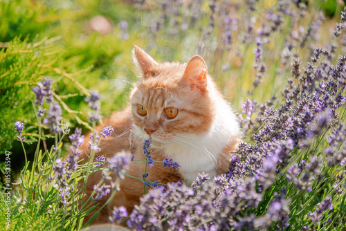 cat in the grass