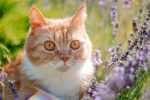 cat in the grass