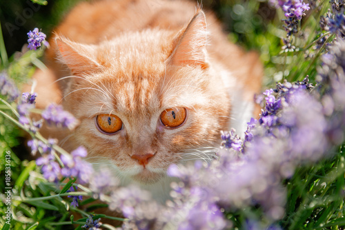 cat with flowers