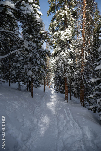 Snowy tree-lined path