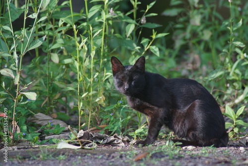 A domestic cat with short black fur