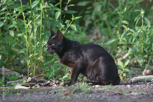 A domestic cat with short black fur