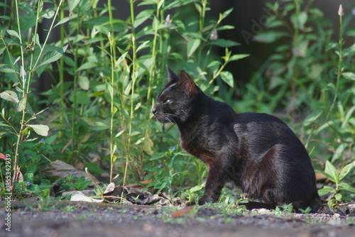 A domestic cat with short black fur