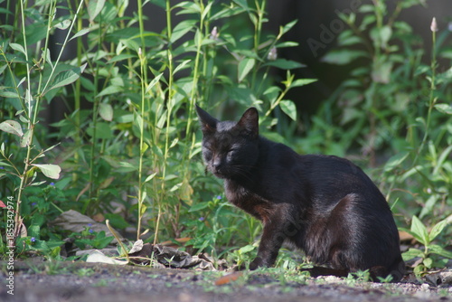 A domestic cat with short black fur