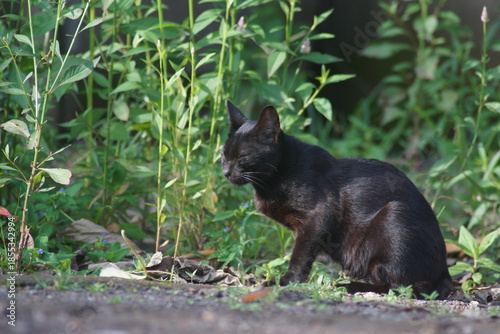 A domestic cat with short black fur