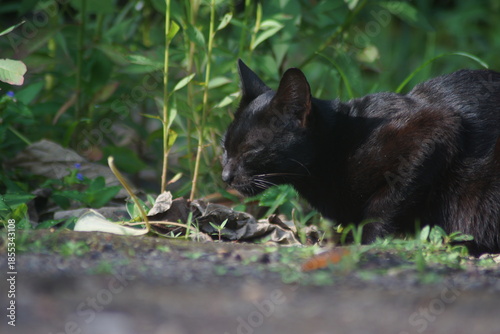 A domestic cat with short black fur